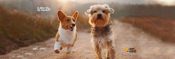 golpe de calor en perros petngo