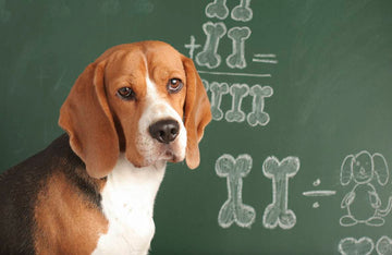 Escuelas para perros en Monterrey