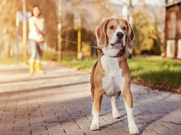 perro y su paseador