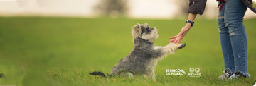 Escuelas de entrenamiento canino en Monterrey