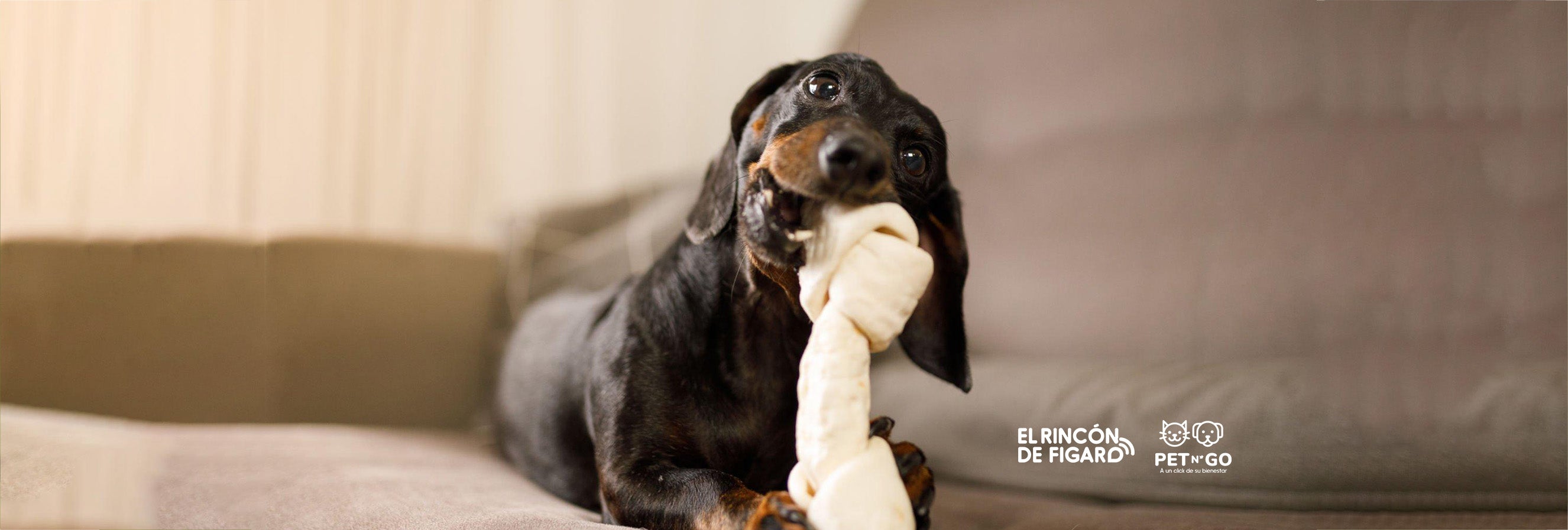 Juegos para perros en casa - Tienda Veterinaria Blog