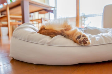 Cómo proteger las almohadillas de tu perro cuando pasean