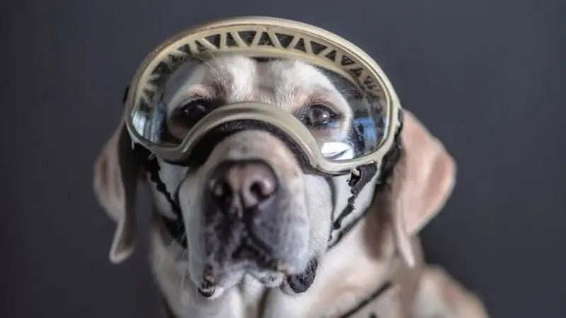 frida y perros rescatistas 