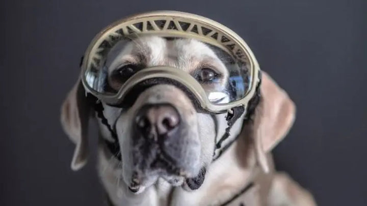 frida y perros rescatistas 
