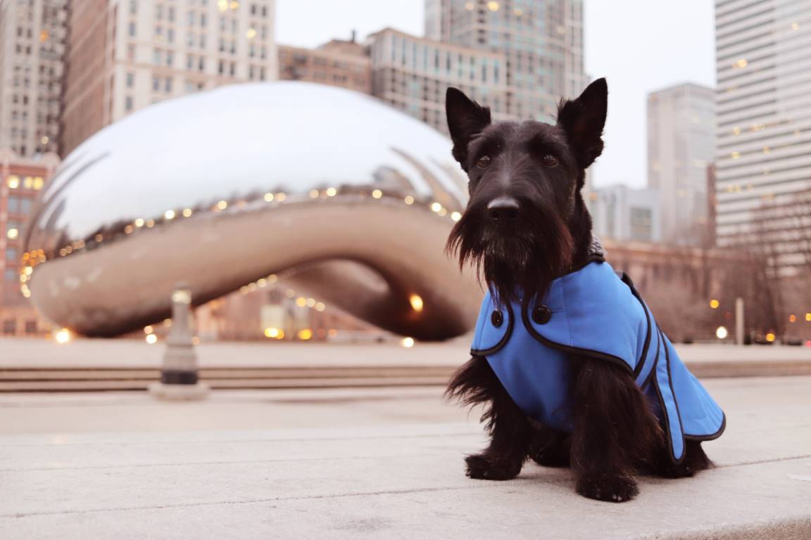 chicago pet friendly