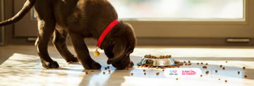 Comida adecuada para cachorros