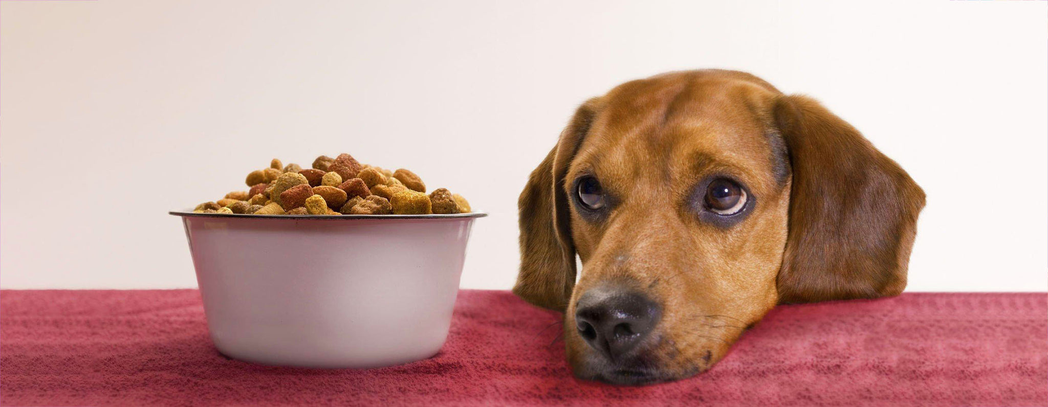 La importancia de medir correctamente la porción de comida de tu perro