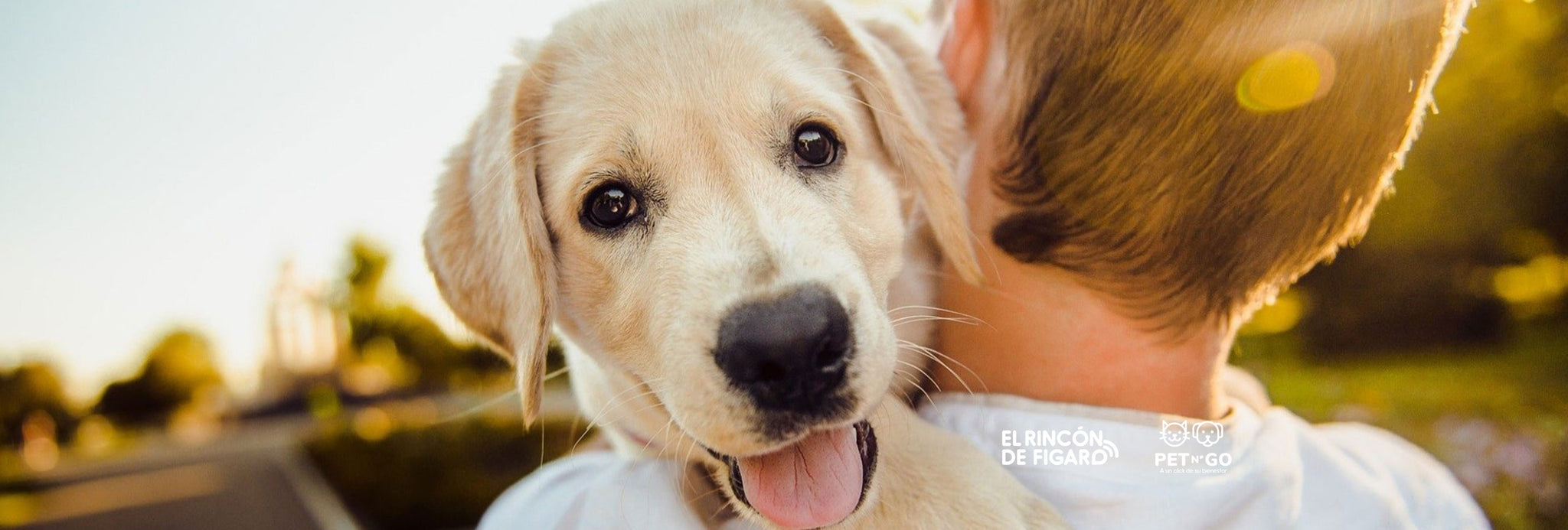 ¿Ansiedad en los perros?, ¿Qué es y cómo tratarla en perros?