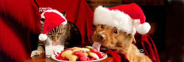 Comidas navideñas que son tóxicas para tu perro