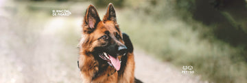 Las diez razas más inteligentes de perros