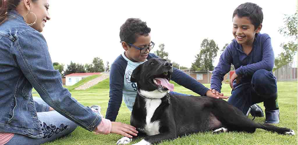 Un Hogar, Una Esperanza: La Emotiva Experiencia de las Adopciones de Mascotas