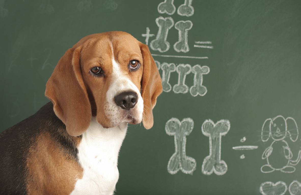 Escuelas para perros en Monterrey