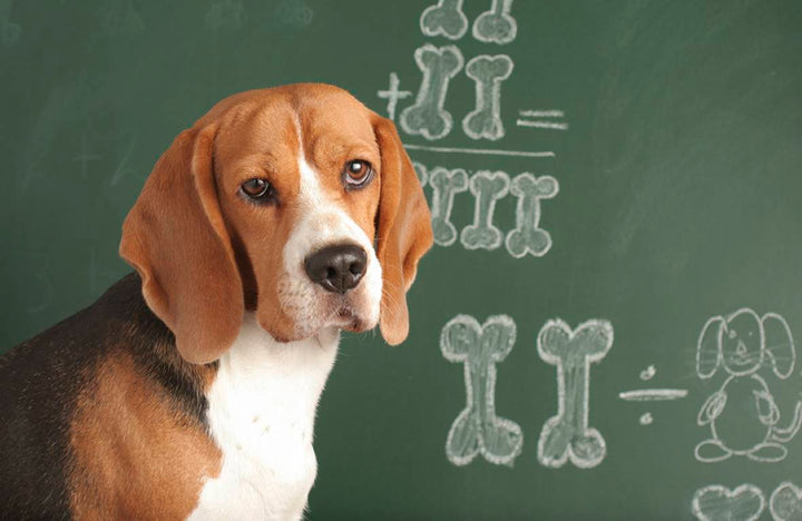 Escuelas para perros en Monterrey