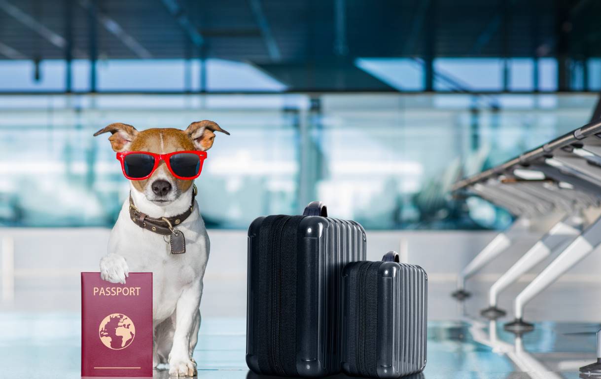 mascotas en el avion