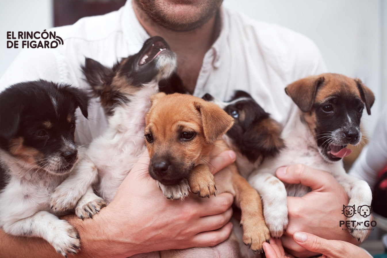 ¿Adoptarás un cachorro?