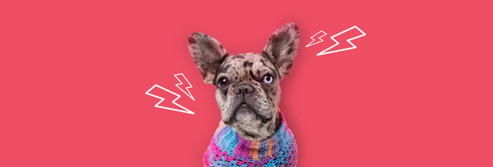 Estrés, ansiedad en tus mascotas?