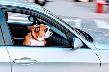 Hoteles para perros en la Ciudad de México.