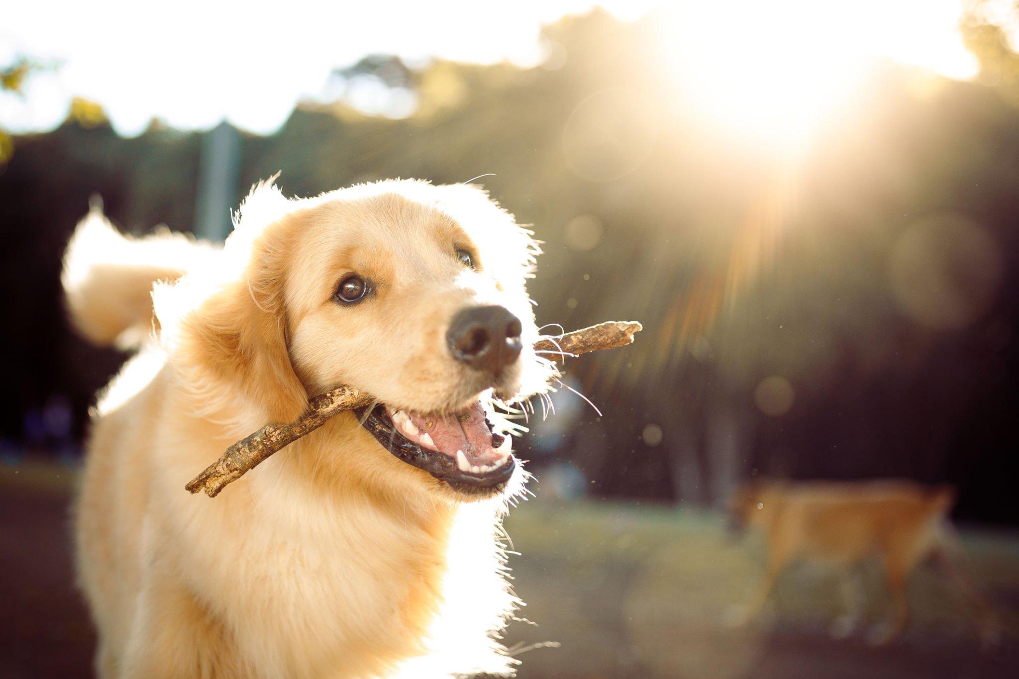 Comienza la época de pulgas, cómo eliminar la pulgas de tus perros