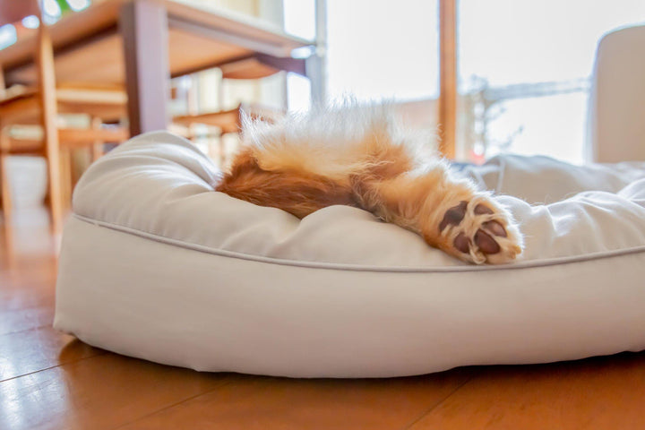 Cómo proteger las almohadillas de tu perro cuando pasean