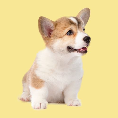 Para Perros