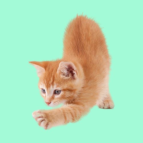 Para Gatos
