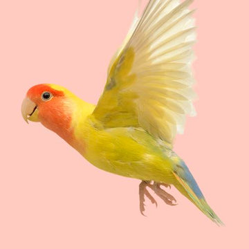Para Aves