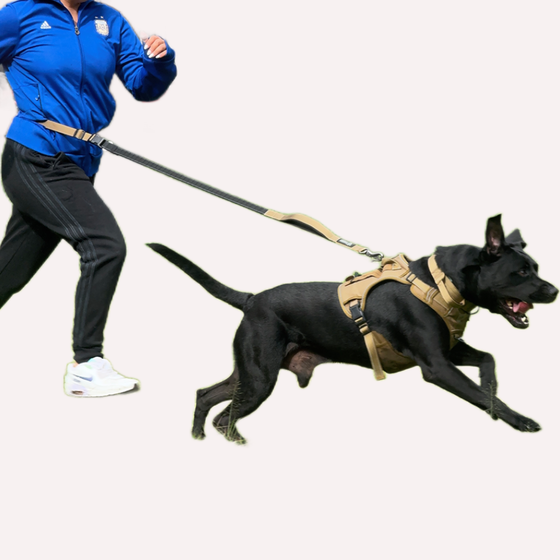 Correa Manos Libres para Perro