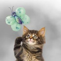 gatito jugando con mariposa kong