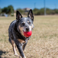perro jugando con kong pequeño