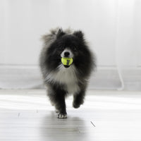 PERRITO CON KONG XS