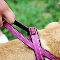 Mano sujetando el asa de control superior del arnÃ©s KONG Tethering rosa sobre un perro