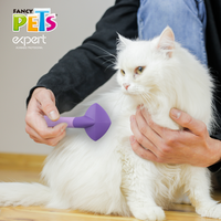 Gato blanco de pelo largo siendo cepillado con una carda Fancy Pets Expert color morado