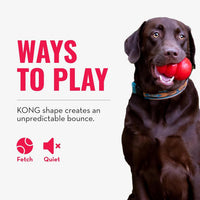 Perro labrador chocolate sosteniendo un juguete KONG rojo