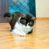 gato jugando con laser kong