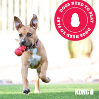 Perro joven corriendo en el pasto con un juguete KONG Classic
