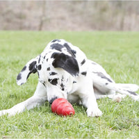 perro jugando con kong 
