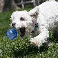 perro jugando con pelota kong