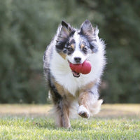 collie corriendo con un kong