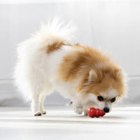 pomeranian xs kong