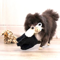 Perro Pomerania de color negro y blanco saltando y mordiendo el juguete KONG