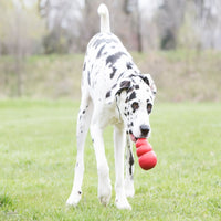 gran danes kong classic
