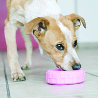 perro jugando con llanta rosa