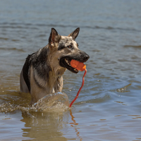 Mascota realizando entrenamiento de cobro en el agua con un KONG