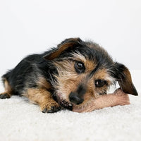perrito con kong chewstick 