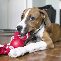 perrito jugando con kong cuerda rojo