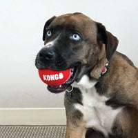 perrito jugando con pelota kong
