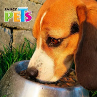 Perro Beagle alimentándose de un plato de acero inoxidable Fancy Pets