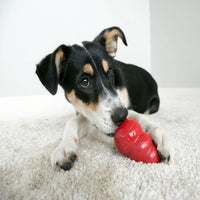 perro de raza s masticando un kong