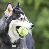 Mascota feliz jugando al aire libre con su pelota de tenis con sonido KONG SqueakAir