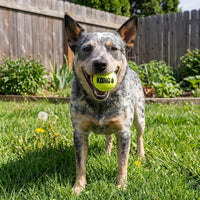 Pelota kong perro